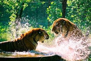 东北猛兽爆料事件视频,揭秘神秘视频背后的真相