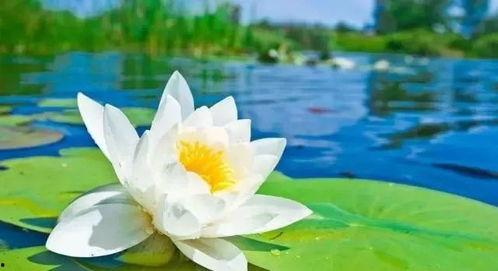 荷花爸爸爆料视频,荷花家族背后的惊人真相