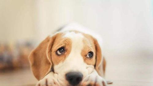 狗子皮肤爆料视频大全,揭秘宠物界的时尚潮流