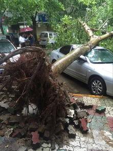 大树爆料视频大全,揭秘热门视频背后的精彩故事