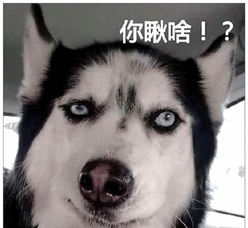 二哈新皮肤爆料视频下载,炫酷造型引网友热议